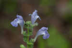 Heartleaf skullcap